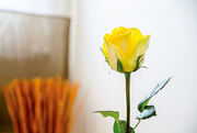 Gastfreundlichkeit Gelbe Rose als Sinnbild für Gastfreundlichkeit